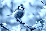 preview cold