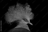 preview bw