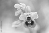preview bw