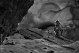 preview bw