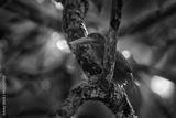 preview bw