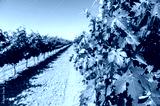 preview cold