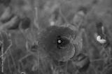 preview bw