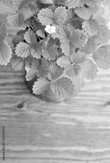 preview bw