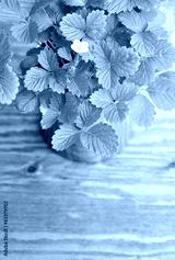 preview cold