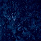 preview cold