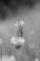 preview bw