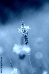 preview cold