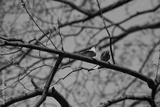 preview bw
