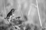 preview bw
