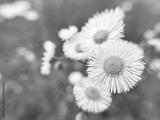 preview bw