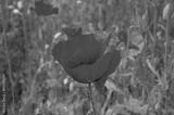 preview bw