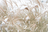 preview original