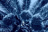 preview cold