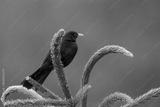 preview bw