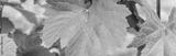 preview bw