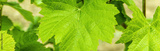 preview original