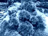 preview cold