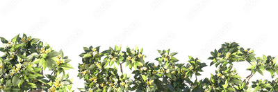 image to crop