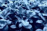 preview cold