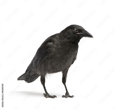 image to crop