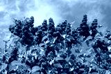 preview cold