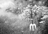 preview bw
