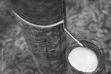 preview bw