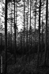preview bw