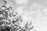preview bw