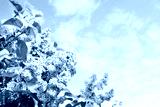 preview cold