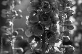 preview bw