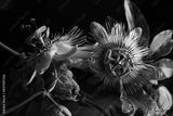 preview bw