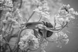 preview bw