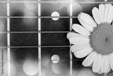 preview bw