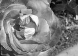 preview bw