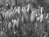 preview bw
