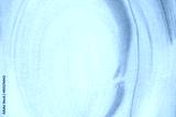 preview cold