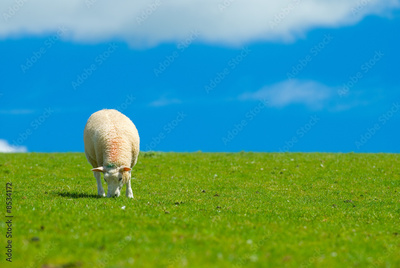 image to crop