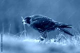 preview cold