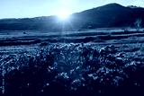 preview cold