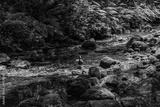preview bw
