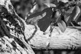preview bw