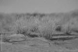 preview bw
