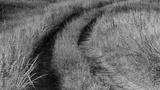 preview bw