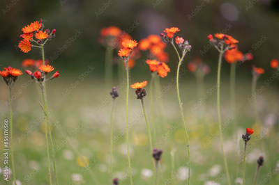 image to crop