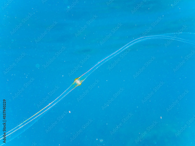 image to crop