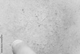 preview bw