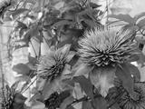 preview bw