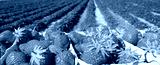 preview cold